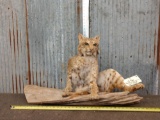 Bobcat Full Body Taxidermy Mount