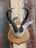 African Springbok Horns On Plaque Taxidermy