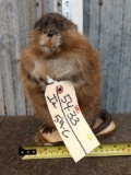 Muskrat Full Body Taxidermy Mount