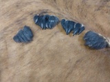 20 Black Bear Claws Taxidermy