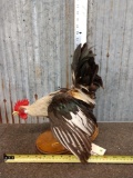 Bantam Rooster Taxidermy Mount