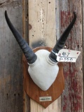 African Reedbuck Horns On Plaque Taxidermy