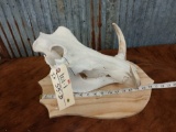 African Warthog Skull Taxidermy