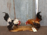 Pair Of Fighting Chickens Taxidermy
