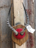 African Impala Horns On Plaque Taxidermy