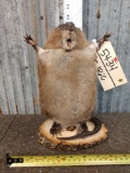 Attack Muskrat Full Body Taxidermy Mount
