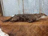 Otter Full Body Taxidermy Mount