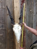 African Eland Skull Taxidermy