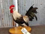 Bantam Rooster Taxidermy Mount