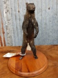 Black Squirrel Full Body Taxidermy Mount
