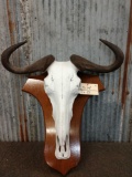 African Wildebeest Skull Taxidermy