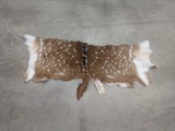 Axis Deer Back Skin Taxidermy