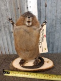 Attack Muskrat Full Body Taxidermy