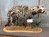 African Civet Full Body Taxidermy Mount