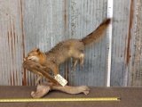 Grey Fox With Squirrel Full Body Taxidermy Mount