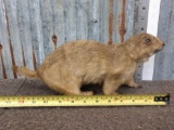 Prairie Dog Full Body Taxidermy Mount