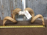 Cool Double Curl Ram Horns Taxidermy