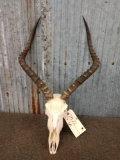 African Impala Skull Taxidermy