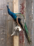 Peacock Full Body Taxidermy Mount