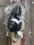 Skunk In A Den Taxidermy