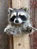 Raccoon Half Body Taxidermy Mount