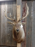 5x5 Elk Shoulder Mount Taxidermy