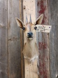 African Bush Duiker Shoulder Mount Taxidermy
