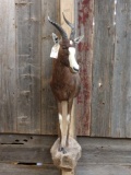 African Blesbok Half Body Taxidermy Mount