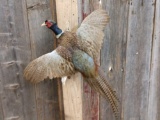 Pheasant In Flight Taxidermy Mount