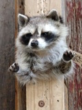 Raccoon Half Body Taxidermy Mount