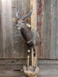 African Nyala Half Body Taxidermy Mount