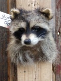 Raccoon Shoulder Mount Taxidermy