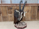 African Sable Table Top Pedestal Taxidermy