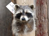 Raccoon Shoulder Mount Taxidermy