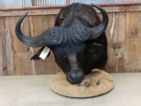 African Cape Buffalo Pedestal Taxidermy Mount
