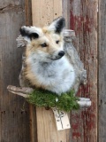 Red Fox In A Den Taxidermy