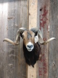 Ram Sheep Shoulder Mount Taxidermy