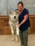 Big Alaskan Wolf Full Body Taxidermy Mount