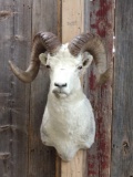 Stone Sheep Shoulder Mount Taxidermy