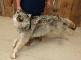 Big Alaskan Wolf Full Body Taxidermy Mount