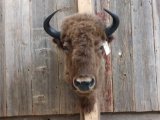 American Bison Buffalo Shoulder Mount Taxidermy