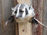 Badger Half Body Taxidermy Mount