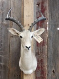 African Impala Shoulder Mount Taxidermy