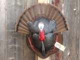 Turkey Half Body Taxidermy Mount
