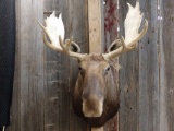 Moose Shoulder Mount Taxidermy
