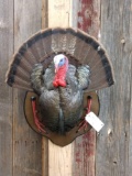 Half Body Turkey Taxidermy Mount