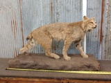 Bobcat Full Body Taxidermy Mount