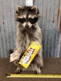 Raccoon Eating M&M's Taxidermy Mount