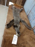 Black Bear Cub Tanned Skin Taxidermy