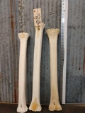 3 Giraffe Leg Bones